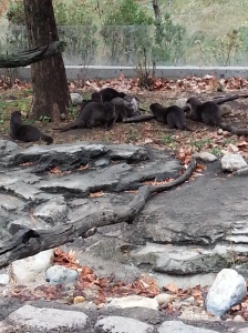 8 Playful Otters